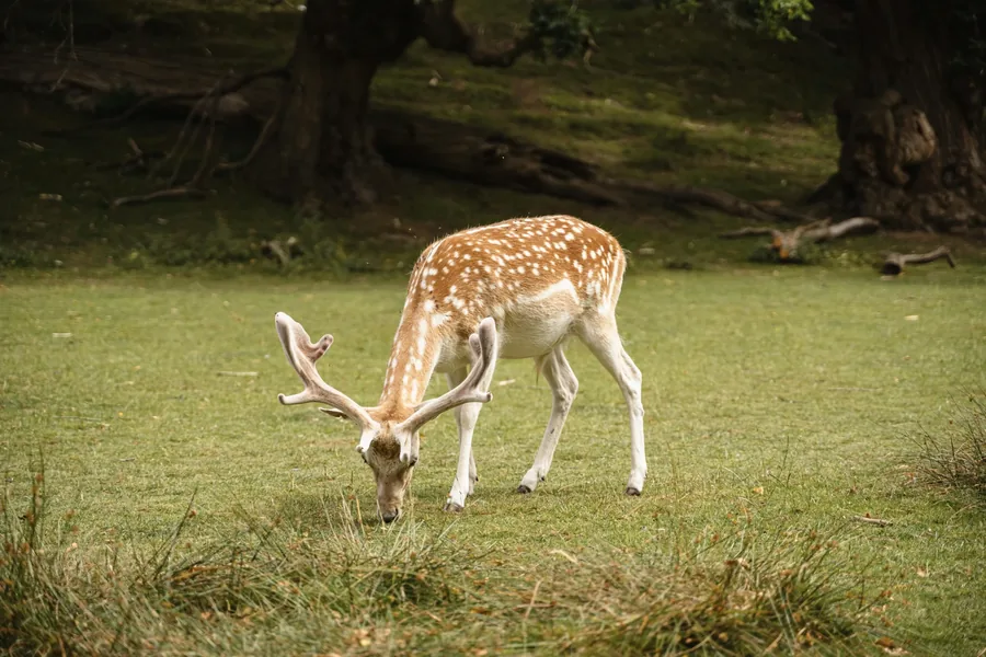 Fallow deer grazing in woodland