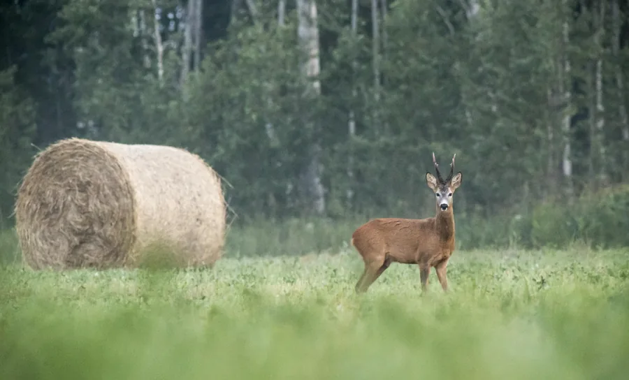Roe deer standing in a field