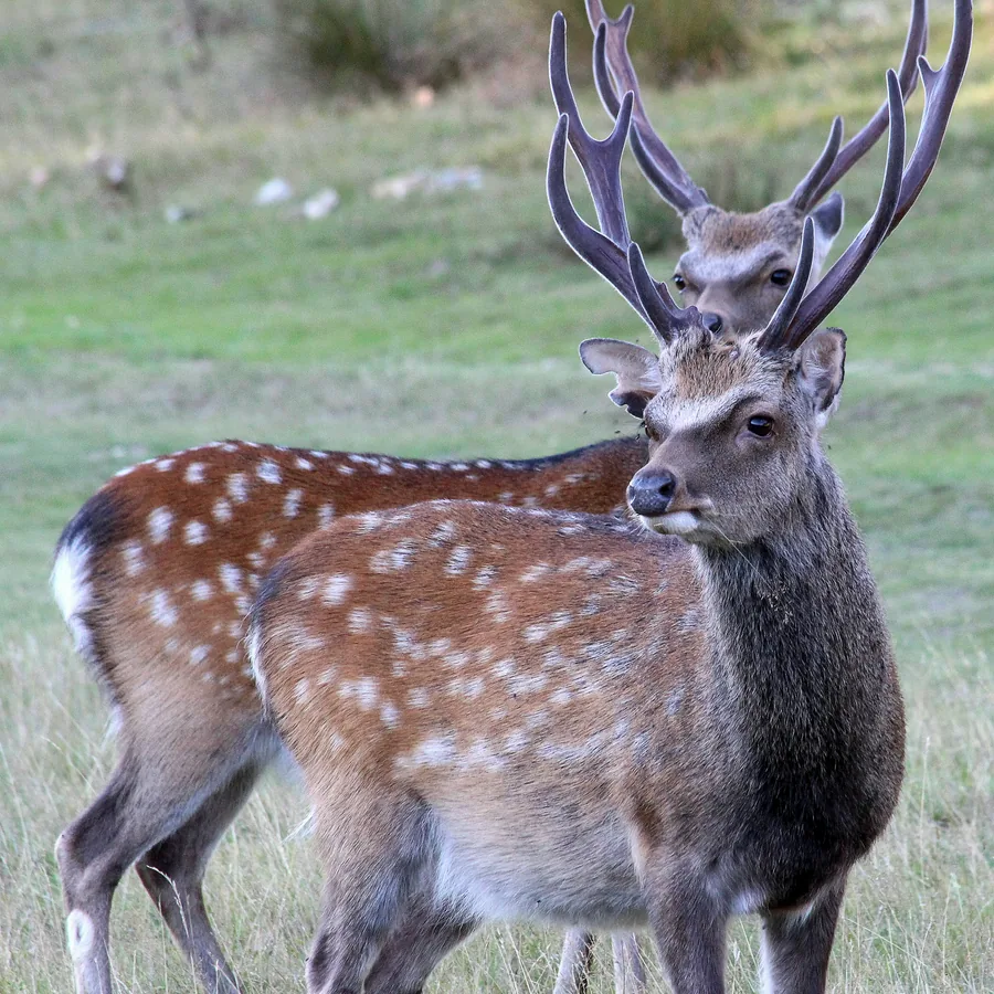 Sika deer in woodland habitat