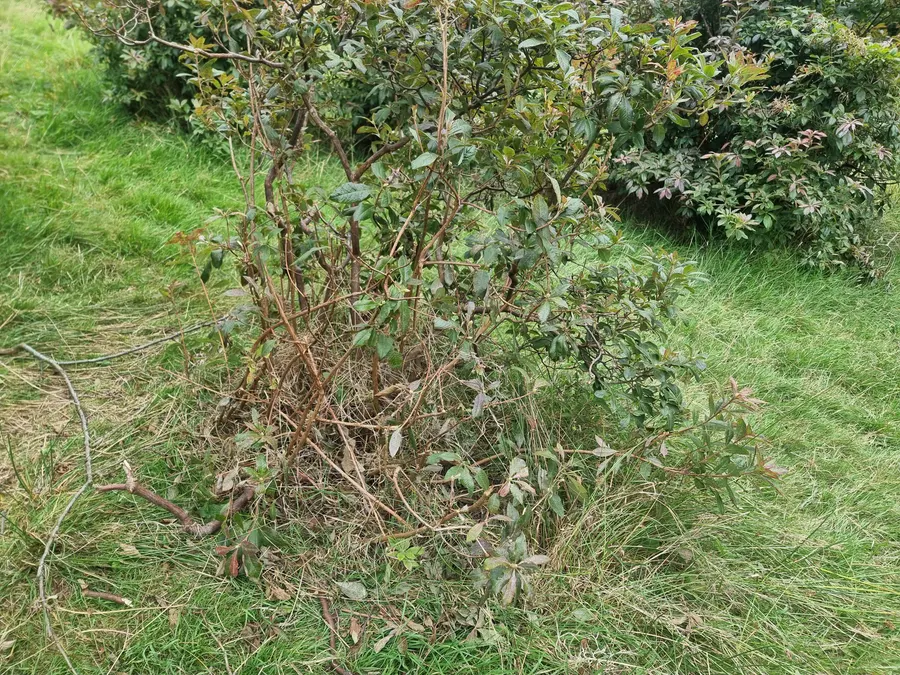 Ornamental shrubs in a garden setting showing dieback, bare stems and stripped growth caused by repeated deer browsing