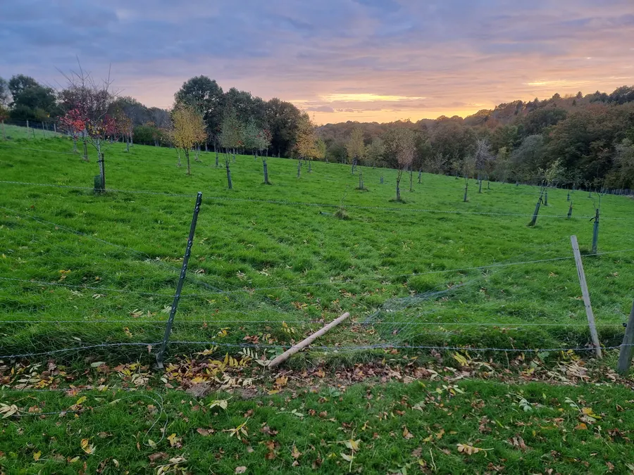 Stock fencing pulled down and tangled at the edge of an orchard planting scheme, showing typical deer damage to boundary infrastructure