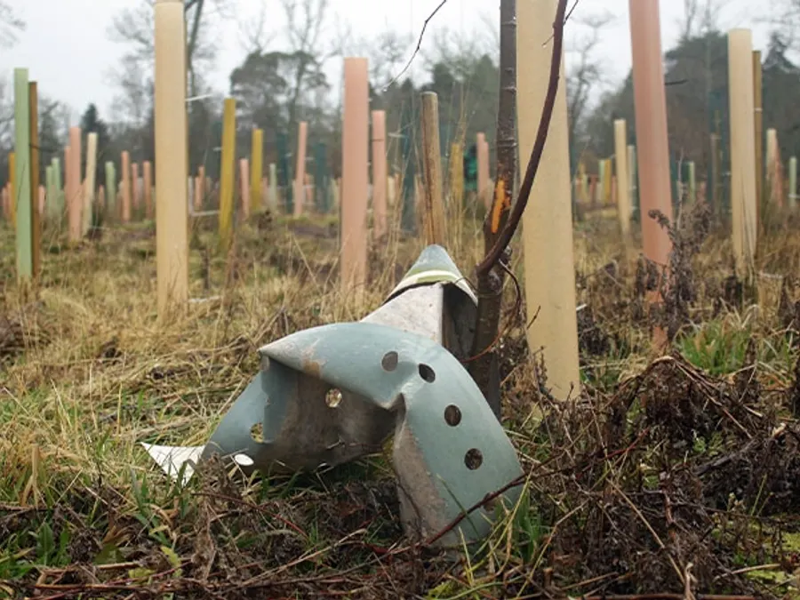A damaged and dislodged tree guard lying beside a young sapling within a woodland planting scheme