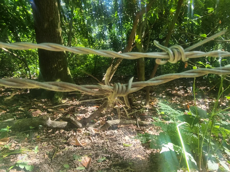 Deer hair caught on a barbed wire fence crossing