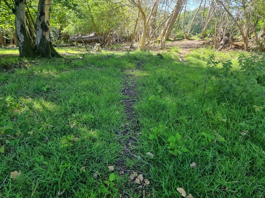Well-used deer run through woodland vegetation
