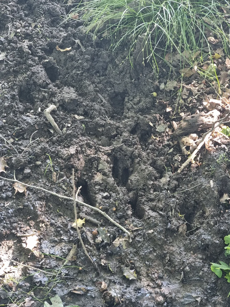 Multiple deer slots in soft ground at a crossing point