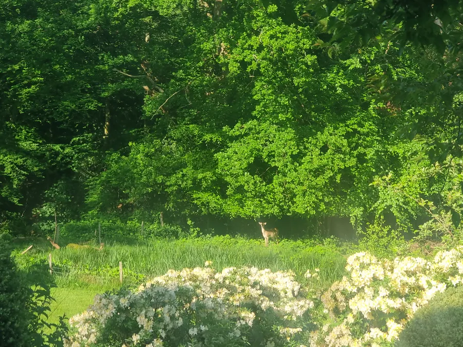 A clearly defined browse line along the edge of a woodland, where vegetation below head height has been consistently browsed by deer