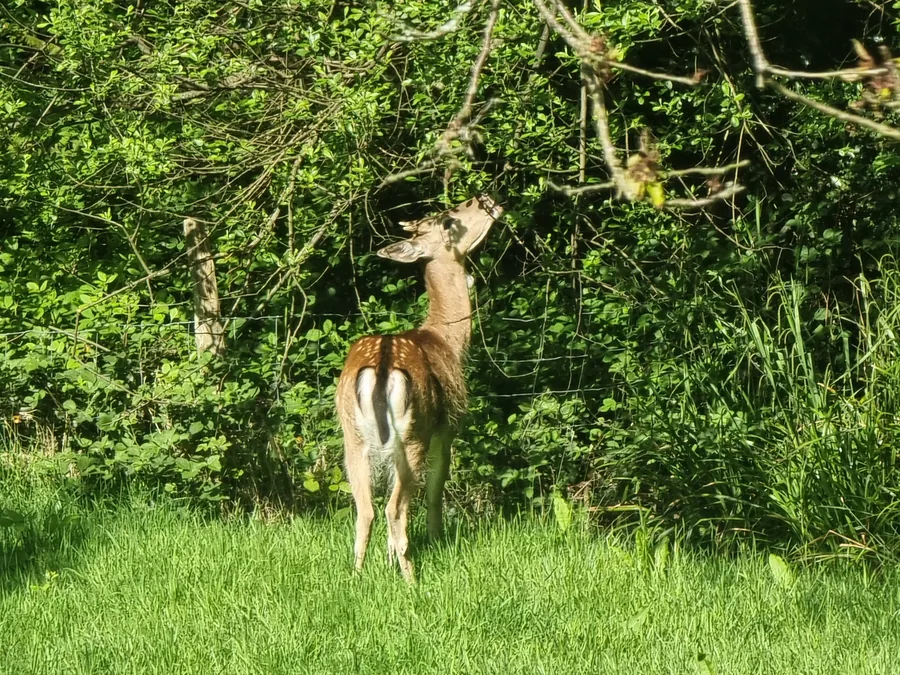 Fallow deer browsing vegetation at a woodland edge