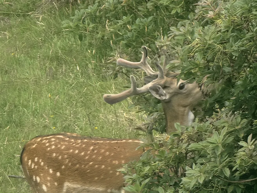 Fallow buck pushing into scrub vegetation while browsing