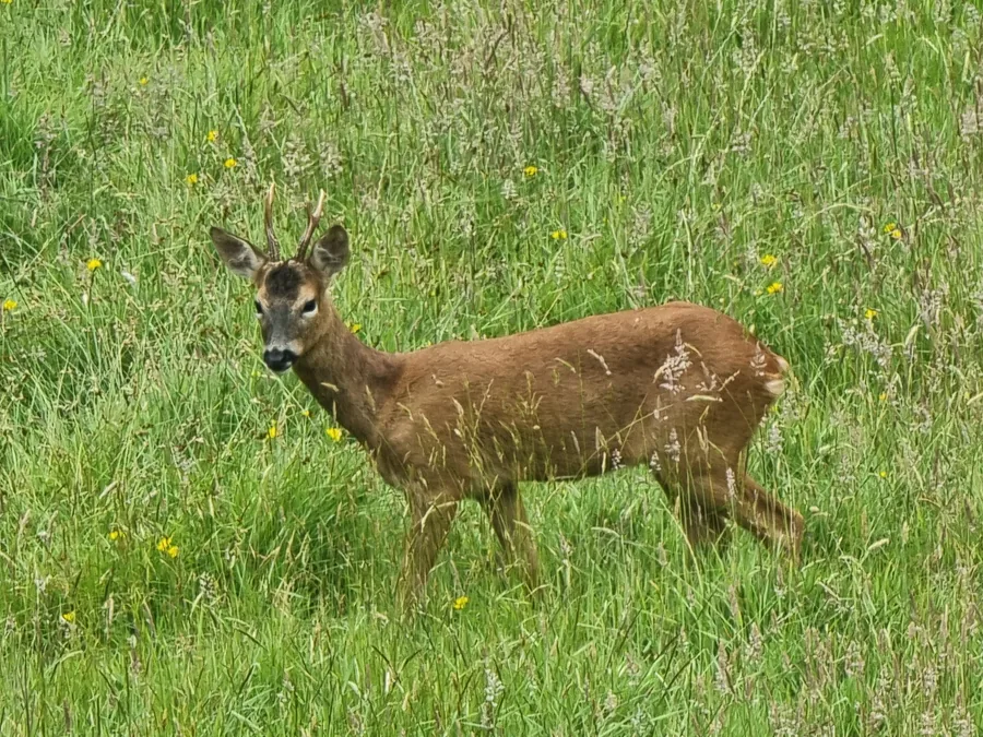 Roe buck in summer coat standing in long grassland